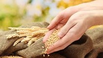 Giá ngũ cốc ngày 10/5/2024: Lúa mì đạt mức cao nhất 9 tháng