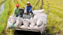 TT lúa gạo ngày 12/7/2024: Giá gạo nguyên liệu giảm nhẹ 50 đồng/kg