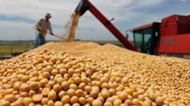 Giá đậu tương ở mức cao nhất kể từ đầu tháng 10/2024