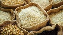 TT lúa gạo ngày 9/4/2025 tăng nhẹ 150 đồng/kg