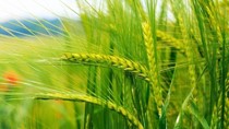 Giá lúa mì ngày 26/4 tăng trở lại sau mức thấp nhất, xuất khẩu Pháp hướng tới Ai Cập