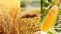 Diện tích gieo trồng ngũ cốc của Ukraine chậm do thời tiết lạnh