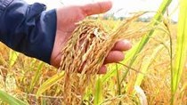 Thị trường lúa gạo hôm nay 26/4: Giá ổn định, giao dịch chậm do nghỉ lễ