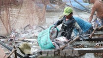 Xuất khẩu cá tra dự báo đạt gần 2,2 tỷ USD