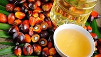 Xuất khẩu dầu thực vật Quý I/2026: Kim ngạch đạt hơn 222 triệu USD, tăng trưởng đột phá 80,25%