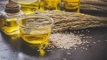 Thị trường nhập khẩu dầu thực vật quý I/2026: Phục hồi nhu cầu và tái cơ cấu thị trường