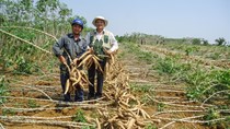 Xăng sinh học E10 mở ra cơ hội tiêu thụ bền vững cho ngành sắn