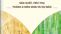 THÔNG TIN MẶT HÀNG GẠO – SẢN XUẤT, TIÊU THỤ THÁNG 06 NĂM 2026 VÀ DỰ BÁO