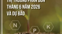 Thị trường phân bón tháng 6 năm 2026 và dự báo