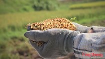 Nguồn cung dồi dào, xuất khẩu gạo bước vào cuộc đua mới