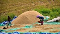 Thị trường lúa gạo ngày 29/7: Xuất khẩu tăng giá, trong nước tiếp tục đi ngang