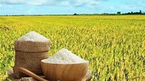 Thị trường lúa gạo ngày 31/7: Gạo nguyên liệu giữ đà tăng nhẹ, thị trường giao dịch ổn định