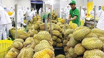 Mở rộng thị trường, nâng chuẩn để sầu riêng Việt tăng giá trị xuất khẩu