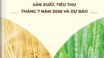 Thông tin mặt hàng gạo - sản xuất, tiêu thụ tháng 7 năm 2026 và dự báo