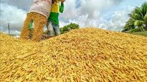 Giá lúa gạo hôm nay 28/8: Gạo nguyên liệu tiếp tục giảm, giao dịch chậm