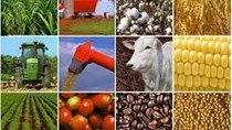 Giá các mặt hàng nông sản thế giới và trong nước ngày 25/1
