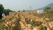 Việt Nam vượt Indonesia, nhập khẩu bắp nhiều nhất thế giới 