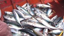  Chile: Xuất khẩu thủy sản giảm 