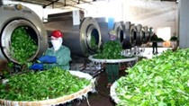 Chè Khánh Hòa: Mô hình sản xuất sạch điển hình