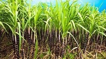 Mía đường Bến Tre: Nhiều kinh nghiệm trong sản xuất sạch hơn