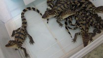 Hơn nửa triệu đồng một con cá sấu giống