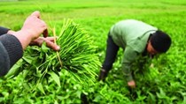 Nông dân không dám ăn rau họ trồng để bán