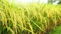 Giá sản xuất lúa vụ hè thu 2015 trên 4.000 đồng/kg