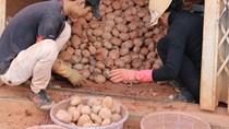 Khoai tây mầm độc hại tràn lan ở chợ nông sản Đà Lạt