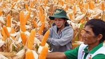 Thực phẩm biến đổi gien: Ăn mà không biết!