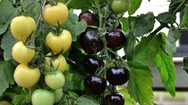 Cà chua đen ồ ạt vào siêu thị