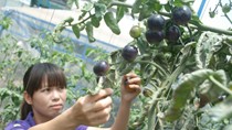 Cơn sốt cà chua đen ở Đà Lạt
