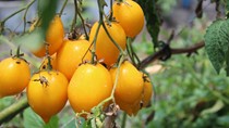 Trái cây, hoa quả lạ hút người dùng