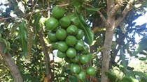 Giá thành mắc ca dưới 30.000 đồng mỗi kg mới có lãi
