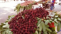 Bộ Nông nghiệp chưa cấp phép nhập quả thanh mai