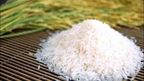 Thị trường lúa gạo ngày 8/9/2020: Giá gạo nguyên liệu xuất khẩu ở mức cao 
