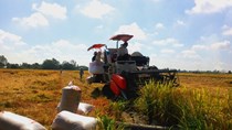 Giá lúa gạo ngày 16/9: Giá gạo giảm tiếp 100 đồng/kg