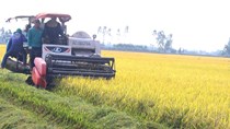 Khắc phục khó khăn, bảo đảm sản lượng lúa hàng năm 