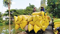 Gạo Việt xuất khẩu mạnh nhờ chất lượng tăng