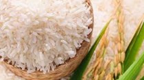Thị trường lúa gạo ngày 21/9/2020: Giá gạo nguyên liệu xuất khẩu ổn định