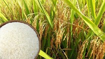 Giá lúa gạo ngày 24/9 quay đầu giảm