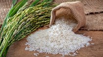 Thị trường lúa gạo ngày 5/10: Giá tăng nhẹ