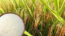 Thị trường lúa gạo trong nước tuần đến ngày 23/10: Giá tăng nhẹ