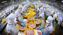 Ai Cập - thị trường tiềm năng cho sản phẩm cá ngừ đóng hộp Việt Nam
