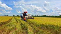 Giá lúa tốt, xuất khẩu gạo khả quan
