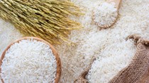 Thị trường lúa gạo ngày 10/2: Giá ổn định          