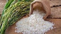 Thị trường lúa gạo ngày 2/3: Giá gạo nguyên liệu giảm nhẹ