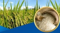 Thị trường lúa gạo ngày 22/3: Gạo nguyên liệu và thành phẩm xuất khẩu tăng nhẹ