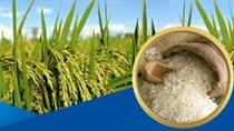 Thị trường lúa gạo ngày 31/3: Giá giảm nhẹ