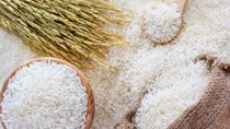 Thị trường lúa gạo ngày 24/4: Giá tăng một số giống lúa, gạo 