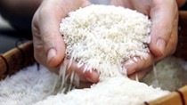 Hạt gạo Việt Nam tại Anh Quốc: thị trường và thương hiệu